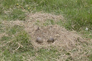 Seabird Prints: Great Skua (Stercorarius skua) two eggs in nest, Shetland Islands, Scotland, June