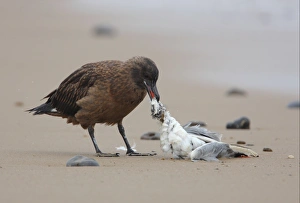 Skua Prints: Great Skua (Stercorarius skua) immature