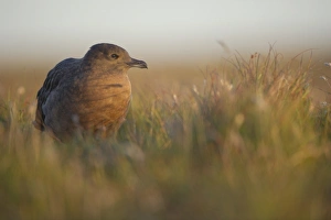 Skua Prints: Great Skua (Stercorarius skua) sub-adult