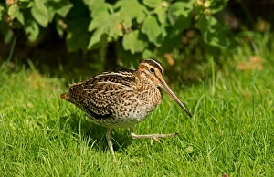 Snipes Prints: Great Snipe (Gallinago media) adult