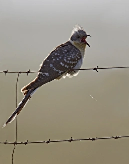 Cuckoos Prints: Great Spotted Cuckoo (Clamator glandarius) adult