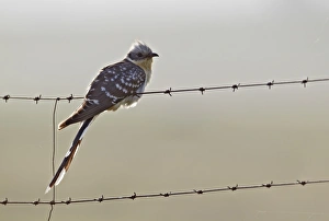 Great Spotted Cuckoo (Clamator glandarius) adult, perched on barbed wire fence, Extremadura, Spain, april
