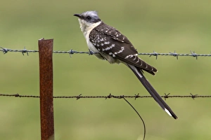 Great Spotted Cuckoo Extremadura Spain