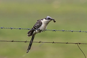 Spotted Prints: Great Spotted Cuckoo with an hairy caterpillar, Extremadura Spain