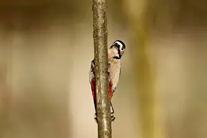 Great Spotted Woodpecker (Dendrocopos major) adult female, clinging to branch, Warwickshire, England, January