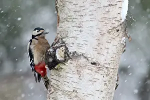 Great Spotted Woodpecker (Dendrocopos major) adult female, clinging to Silver Birch (Betula pendula)
