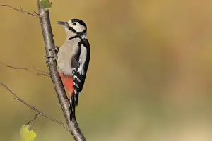 Great Spotted Woodpecker (Dendrocopos major) adult female, foraging on Common Hazel (Corylus avellana) branch