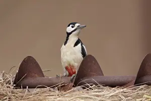 Great Spotted Woodpecker (Dendrocopos major) adult male, perched on rusty farm machinery, West Yorkshire, England