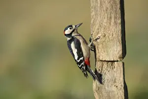 Fence Prints: Great Spotted Woodpecker (Dendrocopos major) adult male