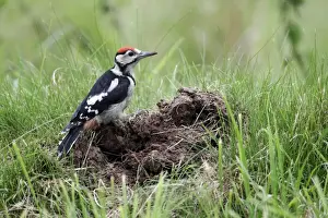Wood Pecker Prints: Great Spotted Woodpecker (Dendrocopos major) juvenile