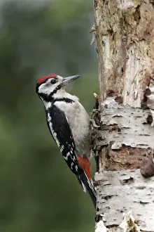 Great Spotted Woodpecker (Dendrocopos major) juvenile, clinging to birch branch, Warwickshire, England, August