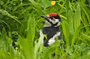 Great Spotted Woodpecker (Dendrocopos major) juvenile male, newly fledged