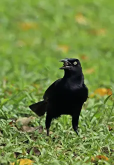 Central America Prints: Great-tailed Grackle (Quiscalus mexicanus peruvianus) adult male