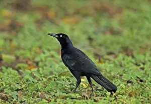 Great-tailed Grackle (Quiscalus mexicanus peruvianus) adult male, standing on wet ground, Summit Gardens, Panama