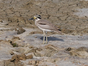 Great Thick-knee (Esacus recurvirostris) adult, standing on dry mud, Sri Lanka, February