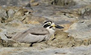 Sri Lanka Prints: Great Thick-knee (Esacus recurvirostris) adult