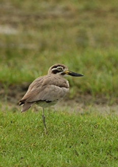 Bundala Prints: Great Thick-knee (Esacus recurvirostris) adult