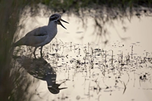 Great Thick-knee (Esacus recurvirostris) adult, calling, standing in water, Ranthambore N. P. Rajasthan, India