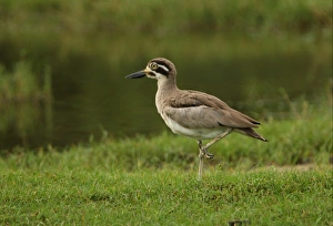 Great Thick-knee (Esacus recurvirostris) adult, standing on one leg in grass, Bundala N. P. Sri Lanka, december