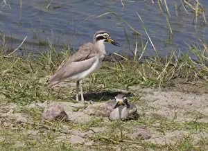 Sri Lanka Prints: Great Thick-knee (Esacus recurvirostris) adult pair