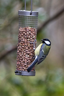 Feeder Prints: Great tit feeding on garden bird peanut feeder