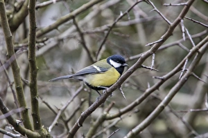 Parus Prints: Great Tit in hawthorn hedge