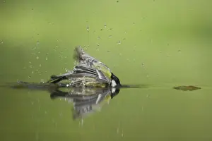 Splash Prints: Great Tit (Parus major) adult, bathing in forest pool, Hungary