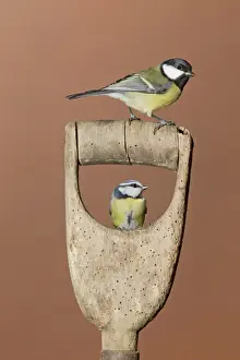 Great Tit (Parus major) adult, and Blue Tit (Parus caeruleus) adult, perched on garden spade handle, Suffolk, England