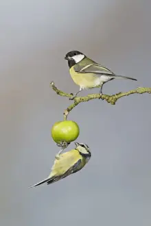 Apples Prints: Great Tit (Parus major) adult, and Blue Tit (Parus caeruleus) adult