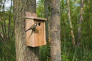 Nestboxes Prints: Great Tit (Parus major) adult, with caterpillar in beak