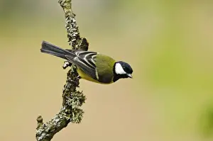 Marteg Valley Prints: Great Tit (Parus major) adult, clinging to lichen covered twig