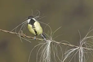 Fence Prints: Great Tit (Parus major) adult, collecting horse hair for nesting material