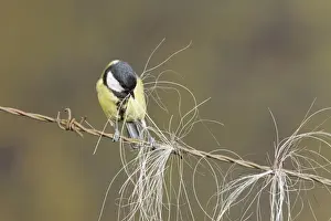 Great Tit (Parus major) adult, collecting horse hair for nesting material, perched on barbed wire, Suffolk, England