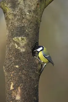 Examines Prints: Great Tit (Parus major) adult, examining potential nesthole in tree trunk