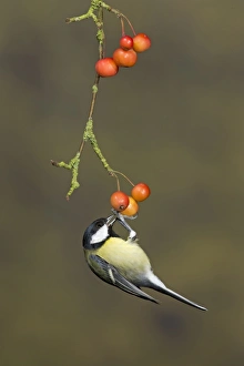 Great Tit (Parus major) adult, feeding, hanging on crabapple fruit, Suffolk, England, January