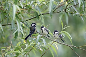 Parent Prints: Great Tit (Parus major) adult feeding chicks