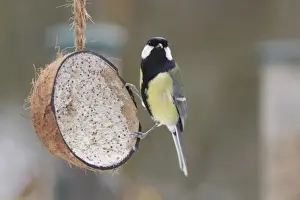 Feeder Prints: Great Tit (Parus major) adult, feeding on fat ball mixture in coconut shell
