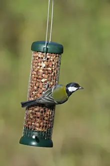 Feeder Prints: Great Tit (Parus major) adult, feeding on hanging peanut feeder in garden