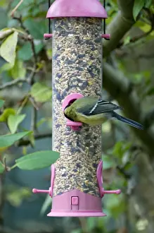 Feeder Prints: Great Tit (Parus major) adult, feeding on seed from garden birdfeeder