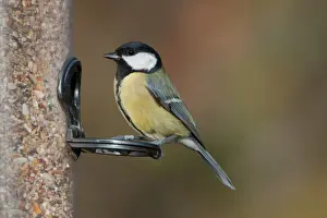 Feeder Prints: Great Tit (Parus major) adult, feeding on seeds at hanging birdfeeder