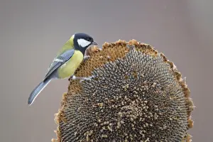 S Eed Prints: Great Tit (Parus major) adult, feeding on Sunflower (Helianthus annuus) seeds