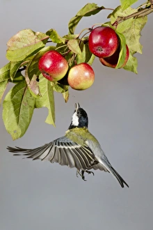 Preying Prints: Great Tit (Parus major) adult, in flight