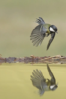 Pool Prints: Great Tit (Parus major) adult, in flight over pool
