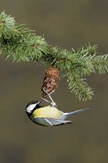 Coniferous Prints: Great Tit (Parus major) adult, foraging