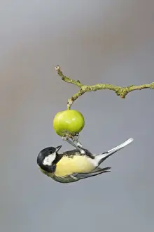 Apples Prints: Great Tit (Parus major) adult, foraging for insects on crabapple fruit