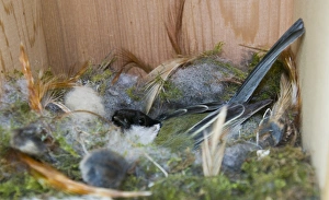 Interiors Prints: Great Tit (Parus major) adult, incubating eggs