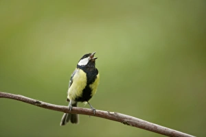 Hungarian Prints: Great Tit (Parus major) adult male, singing, perched on twig, Hungary, may