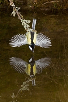 Hanging Prints: Great Tit (Parus major) adult male