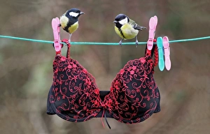 Washing Prints: Great Tit (Parus major) adult male and female