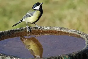 Bird Bath Prints: Great Tit (Parus major) adult, perched at birdbath in garden, Midlands, England, october